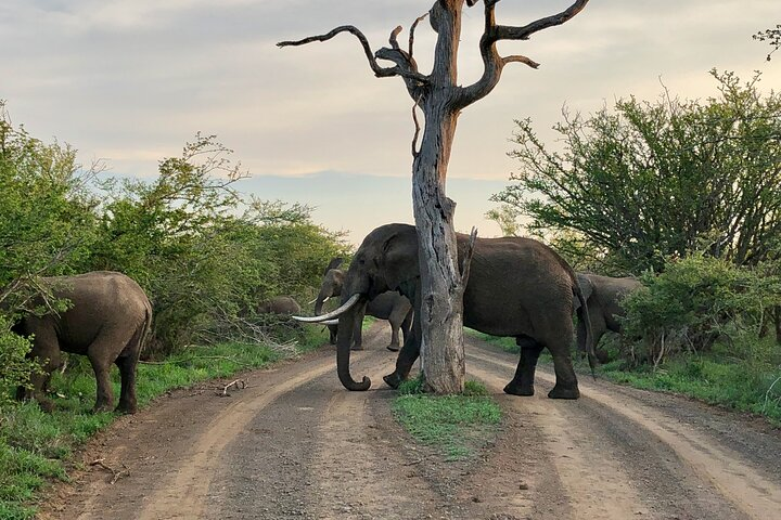 Kruger Park Sighting